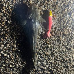 マゴチ