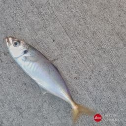 アジ