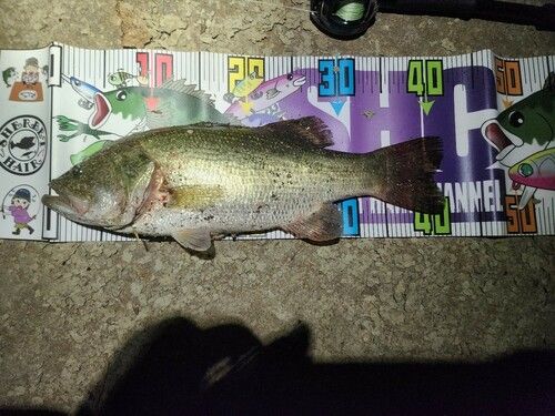 ブラックバスの釣果