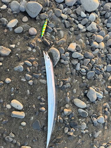 タチウオの釣果