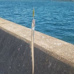 タチウオ