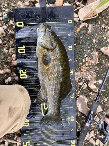 スモールマウスバスの釣果