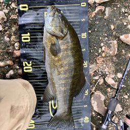 スモールマウスバス