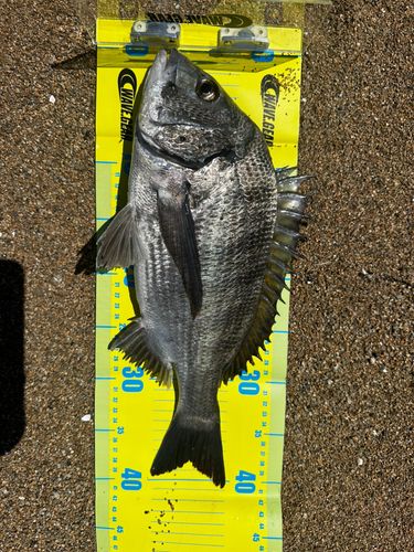 チヌの釣果