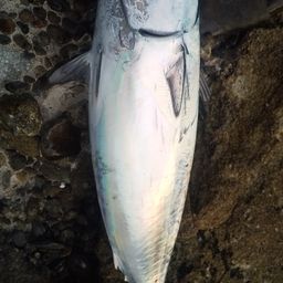 ソウダガツオ