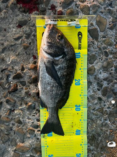 チヌの釣果