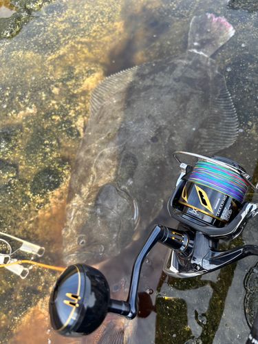 ヒラメの釣果