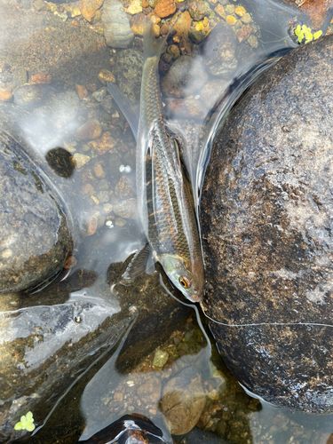 オイカワの釣果