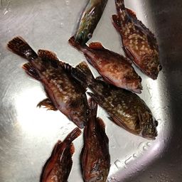 カサゴ