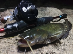ナマズの釣果