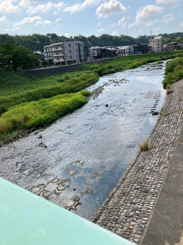 アユの釣果