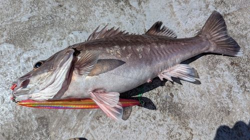 アラの釣果