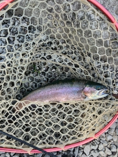 ニジマスの釣果