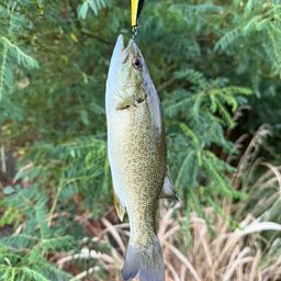 スモールマウスバス