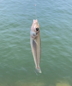 キスの釣果