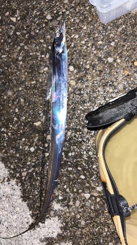 タチウオの釣果