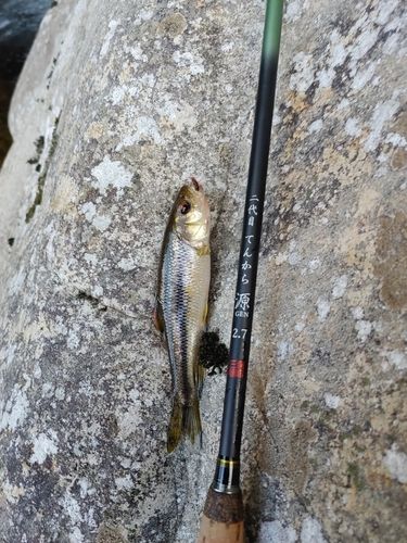 カワムツの釣果