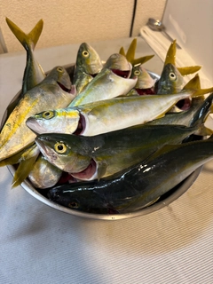 ワカシの釣果