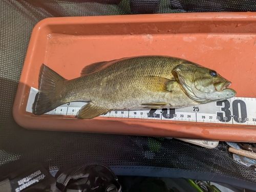 スモールマウスバスの釣果
