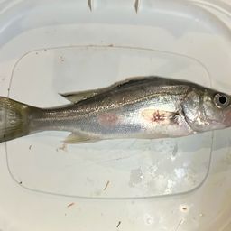 セイゴ（タイリクスズキ）