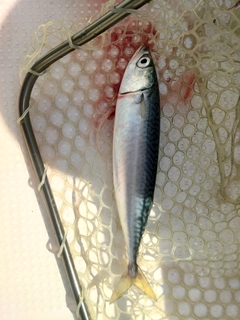 サバの釣果