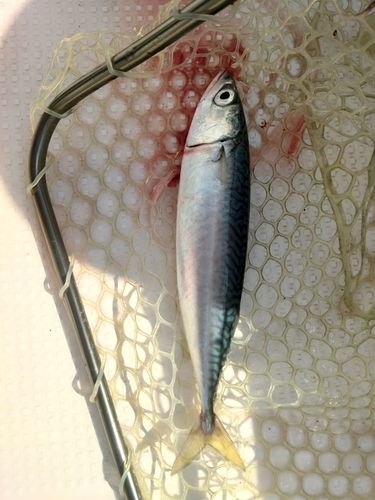 サバの釣果