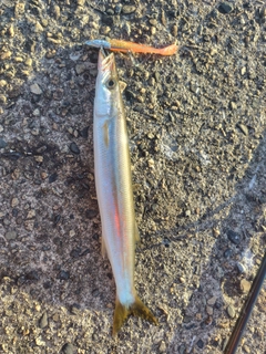 カマスの釣果
