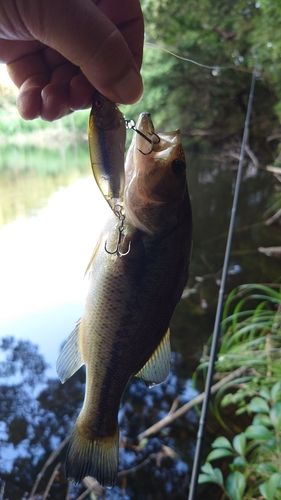 ブラックバスの釣果