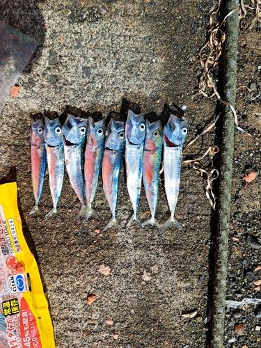 サバの釣果