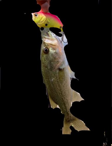 ラージマウスバスの釣果