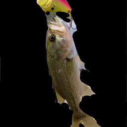 ラージマウスバス