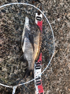 チヌの釣果