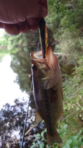 ブラックバスの釣果
