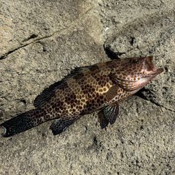 オオモンハタ