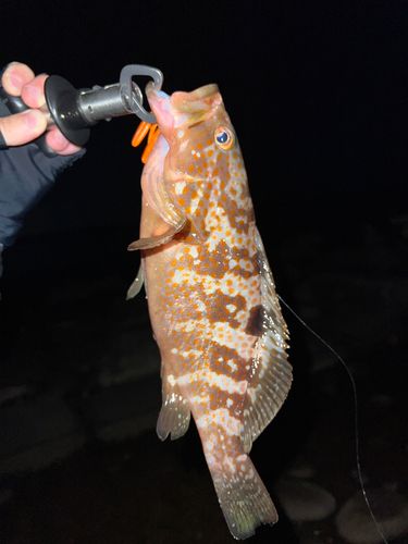 キジハタの釣果