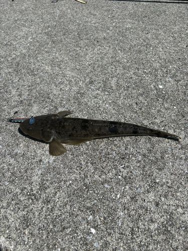 マゴチの釣果