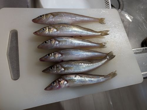 キスの釣果