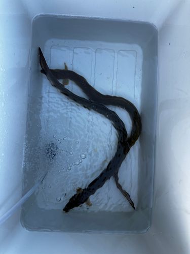 ウナギの釣果