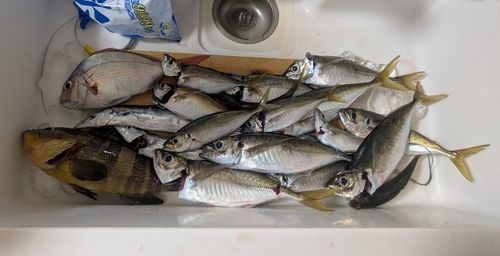 アジの釣果