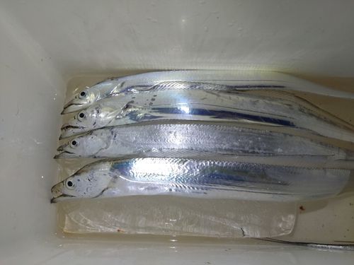タチウオの釣果