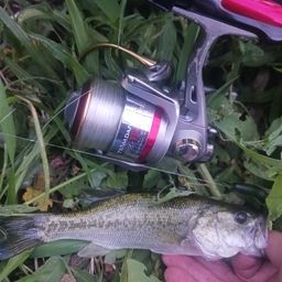 ラージマウスバス