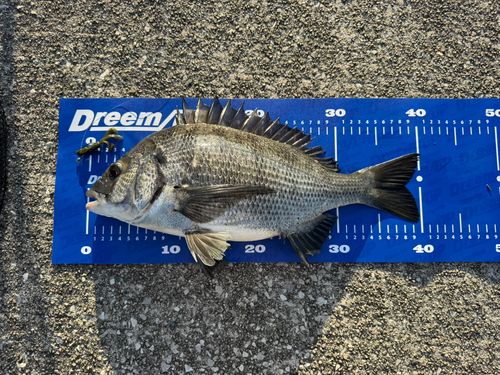 チヌの釣果