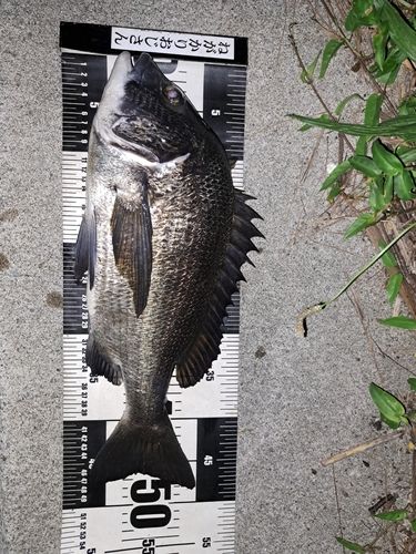 クロダイの釣果