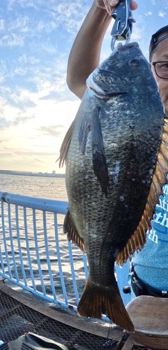 クロダイの釣果