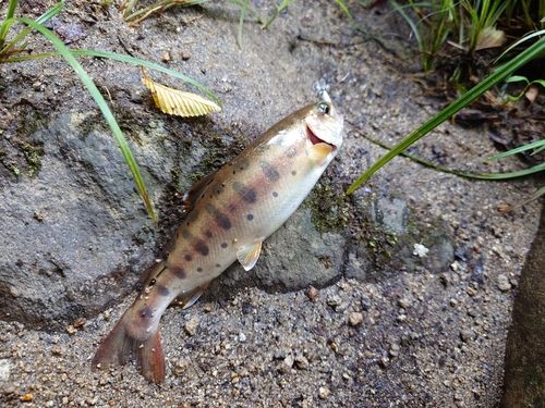 ヤマメの釣果
