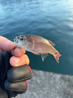 ネンブツダイの釣果