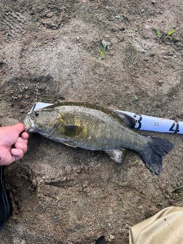 スモールマウスバスの釣果