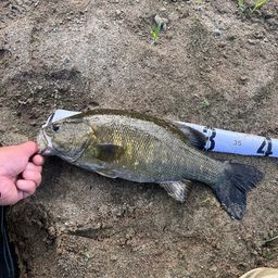 スモールマウスバス