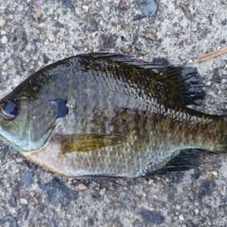 ブルーギル