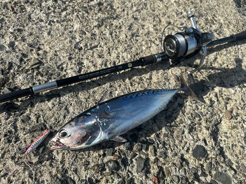 マルソウダの釣果